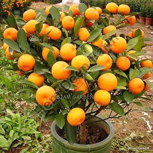 Orange Plants