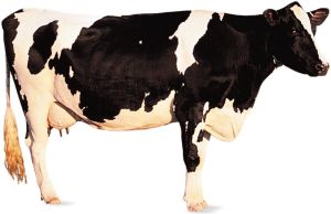 Holstein Friesian Cow