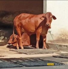 Sahiwal cow