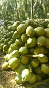 A Grade Solid Green Tender Coconut