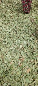 Dry guava leaves