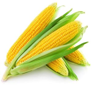 Yellow Corn Maize