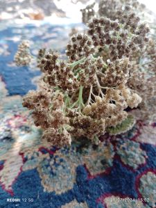 Achillea Millefolium, Color : White Brown