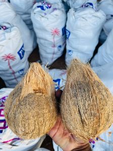 Semi Husked Coconuts