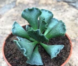 Adromischus Cristatus Succulent Plant