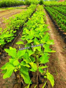 Anjeer (Fig) Plant