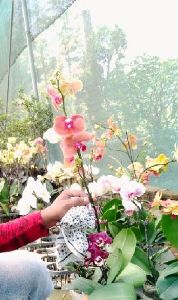 Orchids Flower  Plant