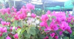 Bougainvillea Blue Plant