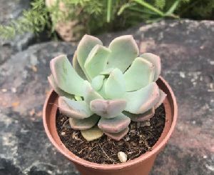 Echeveria Appolo Succulent Plant