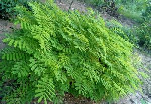 gulmohar plant