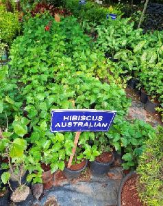 Hebicus Australian Plant
