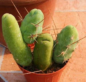 Trichocereus Bridgesii Cactus Plant