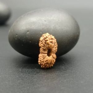 22 Mukhi Java Rudraksha Beads