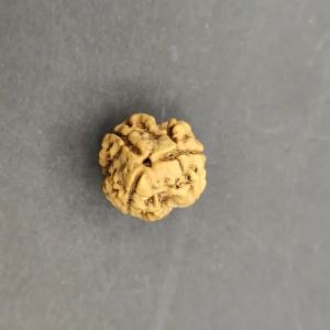 3 Mukhi Round Rudraksha Beads