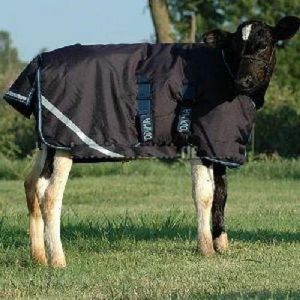 Cow Winter Blanket