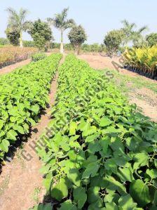 Anjeer Fig Plants