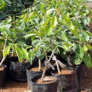 Badoli Jamun Plant