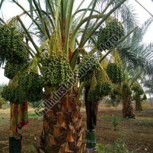 Barhi Dates Plant