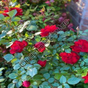 Bordeaux Rose Plant