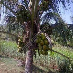 Columbus Coconut Plant