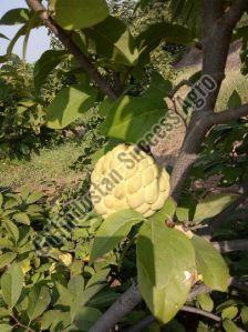 Custard Apple Plants