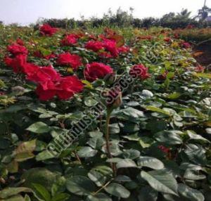Divine Rose Plant