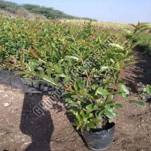 Ganesh Pomegranate Plant