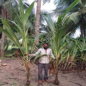 Ganga Bardhan Coconut Plant