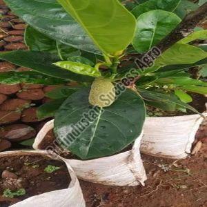 Grafted Jackfruit Plant