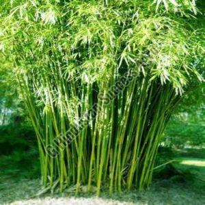 Hybrid Bamboo Plant