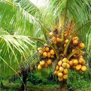 Hybrid Coconut Plant