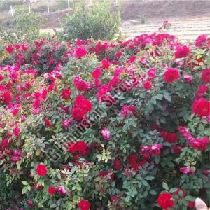 Kashmiri Rose Plant