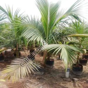 Kerala Coconut Plant