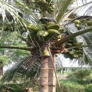 Lotan Coconut Plant