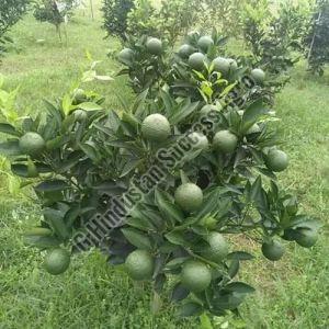 Mosambi Fruit Plant