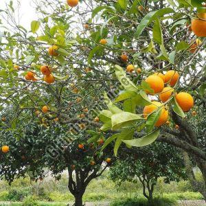 Nagpur Orange Plant