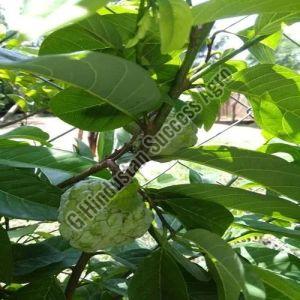 NMK Golden Custard Apple Plant