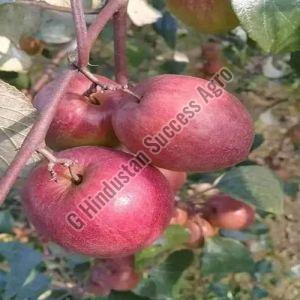 Red Apple Ber Plant