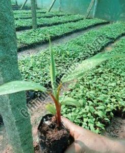 Red Banana Plant