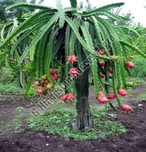 Red Dragon Fruit Plant