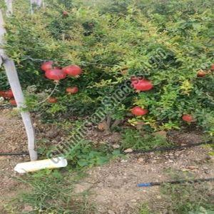 Sinduri Pomegranate Plant