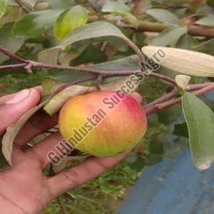 Sundari Apple Ber Plant