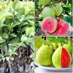 Taiwan Pink Guava Plant