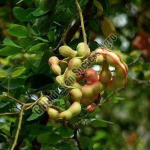 Tamarind Fruit Plant