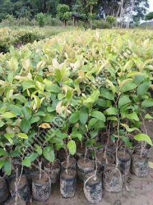 Thai Apple Bar Plants