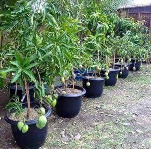 Thailand Hybrid Mango Plant