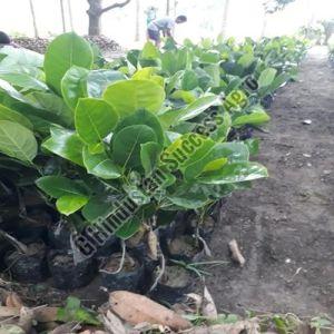 Vietnam Super Early Jackfruit Plant