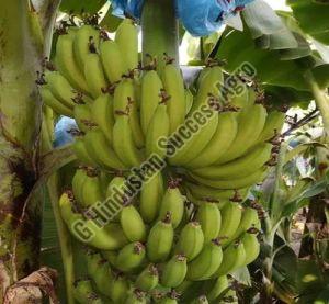 William Banana Plant