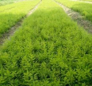 Yellow Nepali Shatavari Plants