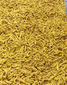 Common Finger Turmeric For Ayurvedic Products, Cooking, Cosmetic Products, Herbal Products, Medicine